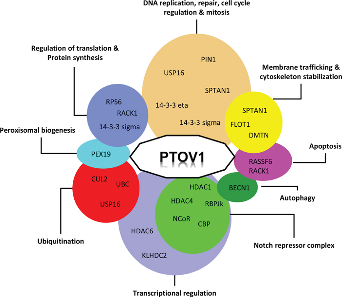 Functional interaction network of PTOV1.