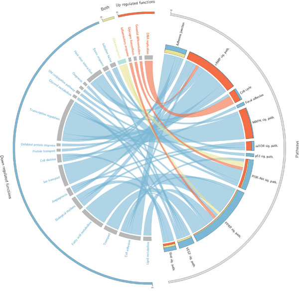 Circos plot that summarises the relationships between effectors within pathways and the functions triggered by them.