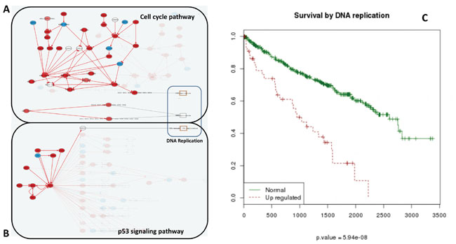 Increase of DNA replication activity is related to bad prognostic.