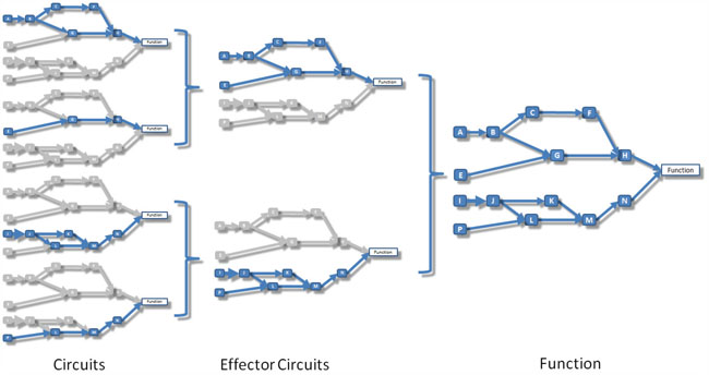 Schema that illustrates the relationship between circuits, effector circuits and functions.