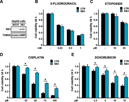 Effect of SB3 expression on the response of HepG2 cells to chemotherapeutics.