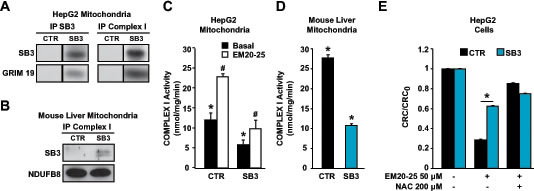 SB3 interacts with respiratory Complex I and inhibits its enzymatic activity.