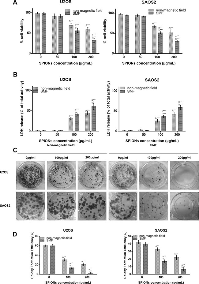 Overdose of SPIONs (&#x2265; 100 &#x03BC;g/mL) induces obviously antiproliferative effect and combined with SMF exaggerates it on the osteosarcoma cell lines.