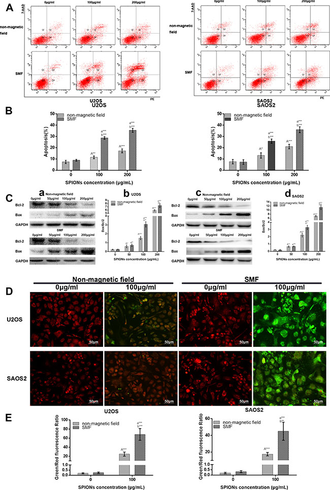 SPIONs triggers apoptosis and attenuated mitochondrial transmembrane potential.