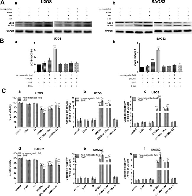 Crosstalk between the SPIONs induced apoptosis and autophagy.