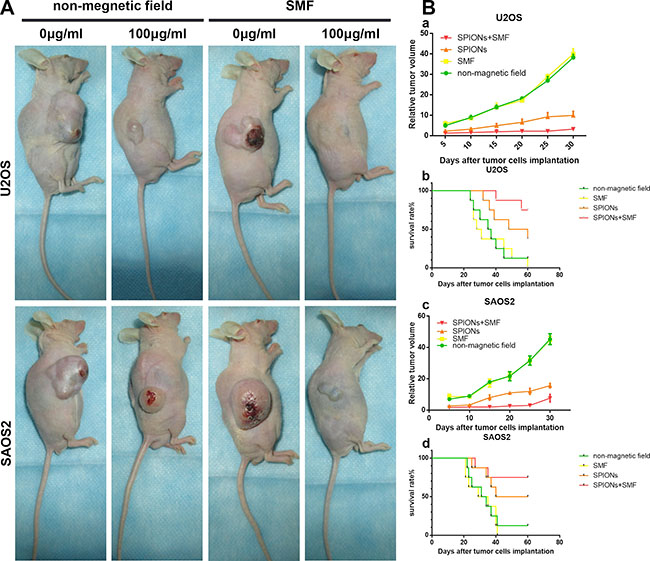 Effect of SPIONs on tumor growth in osteosarcoma cell xenograft mice.