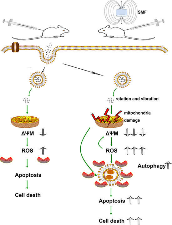 Schematic models of the effects of SPIONs combined with or without SMF in osteosarcoma cells.