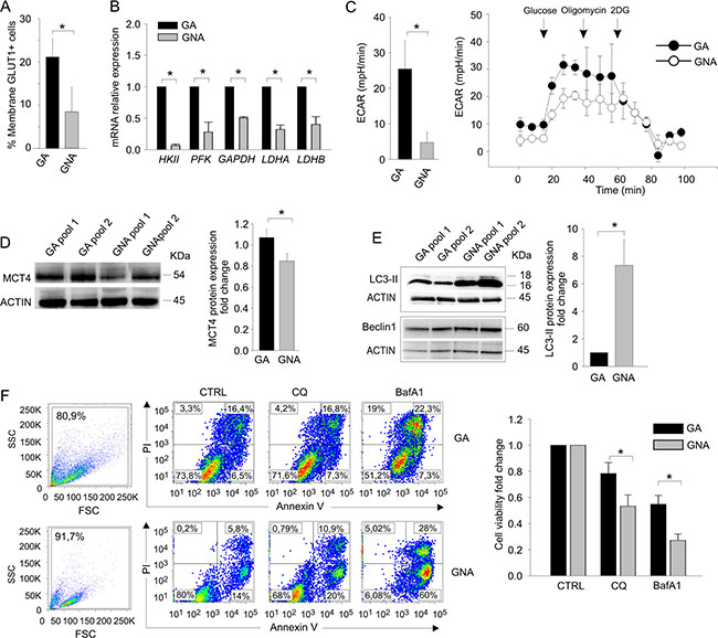 GA and GNA cells exhibit different metabolic profiles.