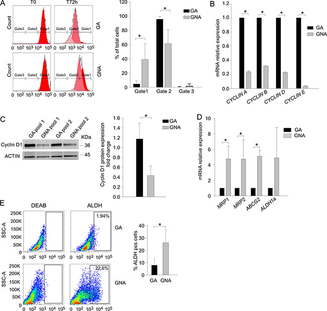GNA cells present lower proliferation rate and higher MDR pump expression.