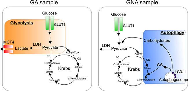 Working hypothesis: dominant metabolic pathways in glucose addicted and glucose non-addicted EOC cells.