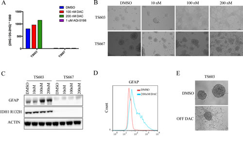Decitabine efficiently induces differentiation in IDH1 mutant patient derived glioma initiating cells.