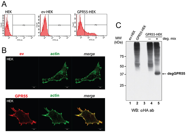 Characterization of cells overexpressing GPR55 as phage-display bait.