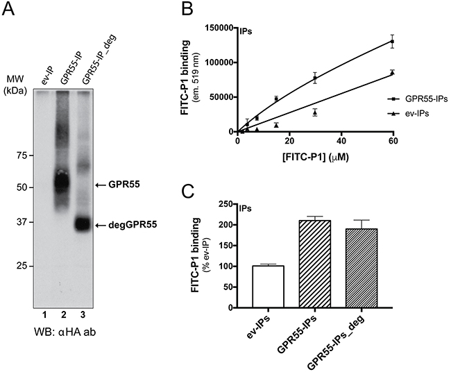 FITC-peptide-P1 binding to immunoprecipitated GPR55.