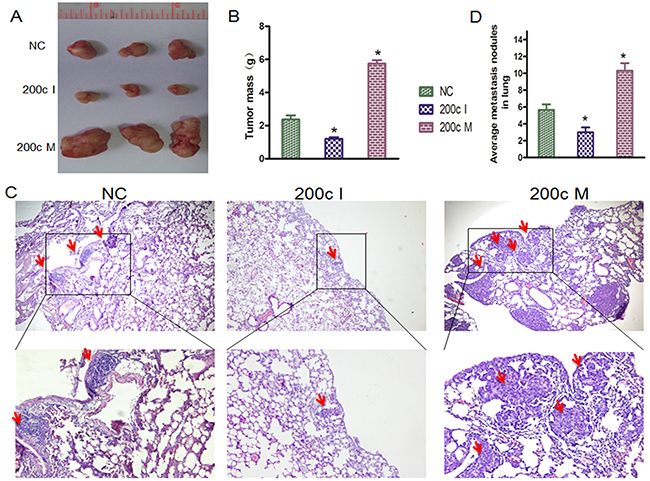 MiRNA-200c accelerates tumour growth and increases the distal pulmonary metastases in vivo.