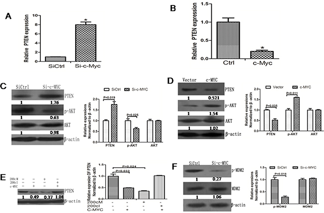 c-Myc promotes AKT signaling pathway activation by inhibiting PTEN expression.