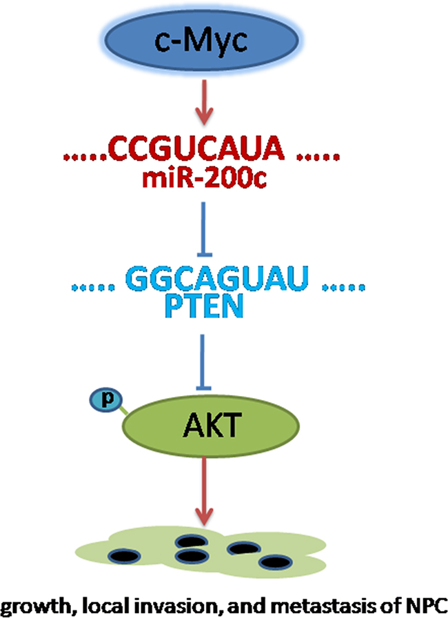 Conceptual relationships between miR-200c and nasopharyngeal carcinoma.