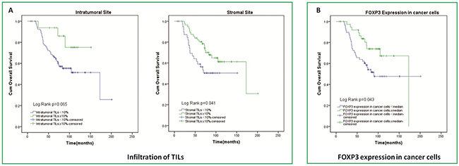Kaplan-Meier curves of overall survival according to TILs infiltration in intratumoral and stromal sites and FOXP3 expression in cancer cells.