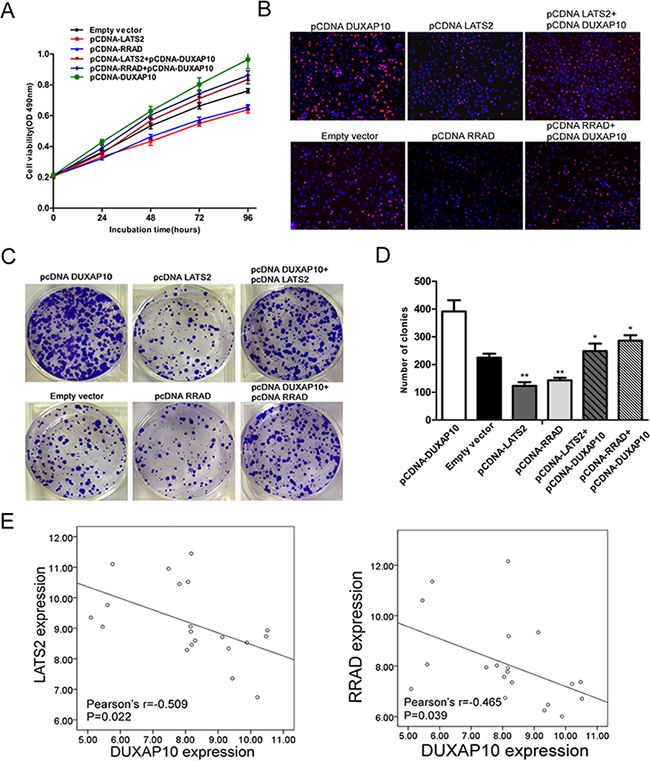 DUXAP10 negatively regulates expression of LATS2 and RRAD by rescue assays.