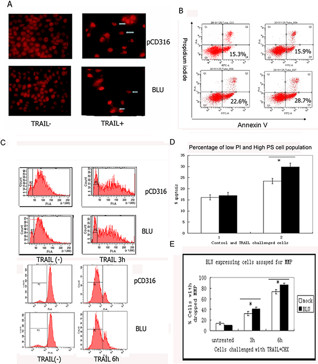 TRAIL induced apoptosis in HNE1 cells was potentiated by expression of BLU.