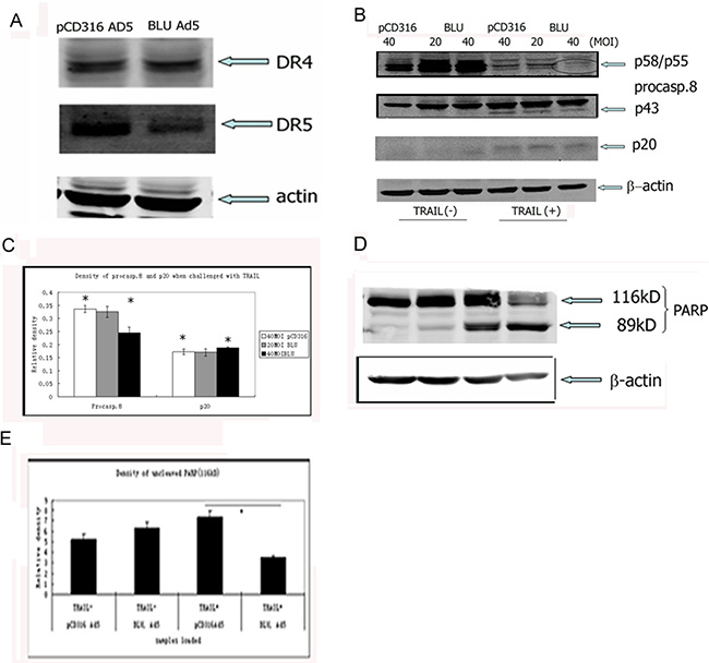BLU promoted TRAIL-induced caspase-8 and PARP degradation.