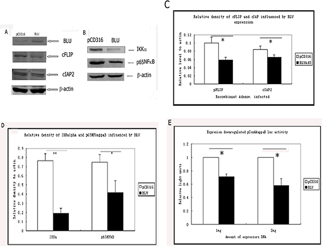 Expression of BLU-inhibited signaling of NF-&#x03BA;B and downregulated NF-&#x03BA;B-induced anti-apoptotic factor cFLIP and cIAP2.