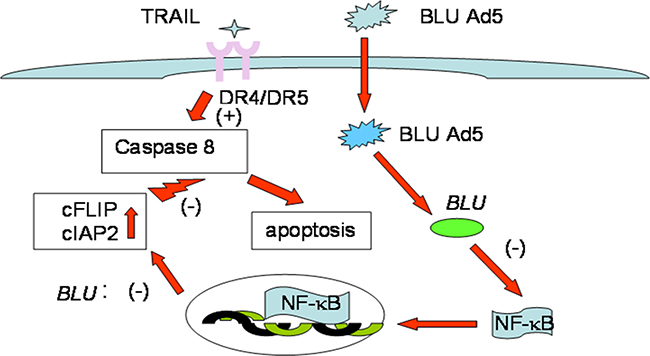 Schematic pattern of Promotion of death receptor induced apoptosis by BLU.