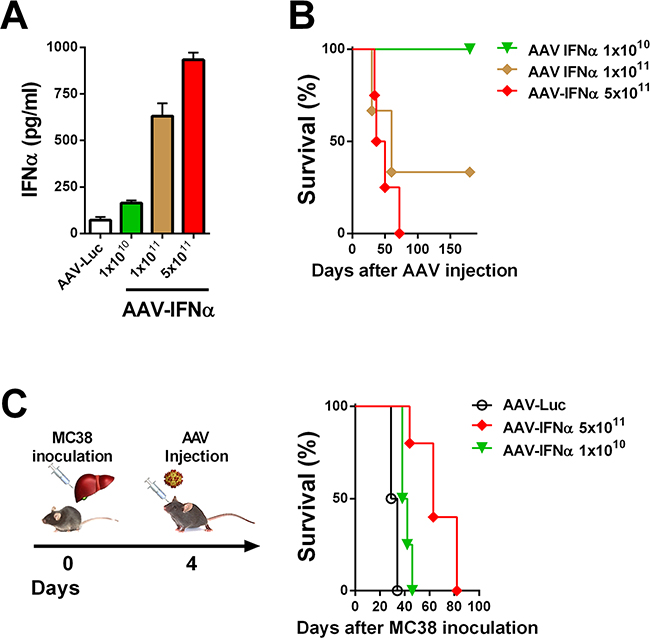 Lethal doses of IFN&#x03B1; are able to eradicate a liver metastases model of colon cancer.