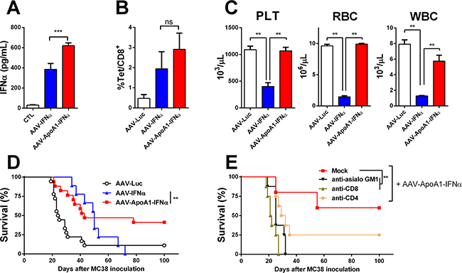 AAV-ApoA1-IFN&#x03B1; is able to eradicate tumors without lethal toxicity.