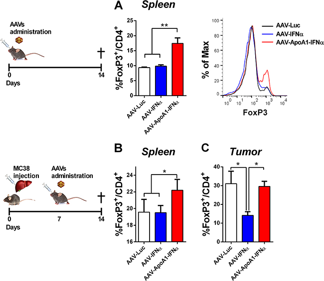 AAV-ApoA1-IFN&#x03B1; increases the FoxP3+ percentage in CD4+ T cells.