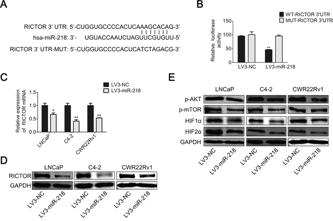 miR-218 inhibits VEGFA expression by targeting RICTOR 3&#x2019;-UTR.