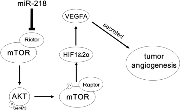 Schematic representation of the roles of miR-218-RICTOR/pAKT/pmTOR-HIF1&#x03B1;&#x0026;HIF2&#x03B1;-VEGFA signaling on the angiogenic properties of PCa cells.