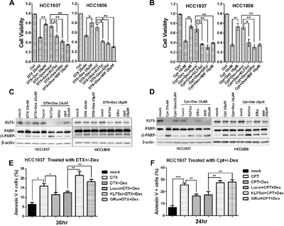 Dex-induced KLF5 contributes to Dex-mediated drug resistance.