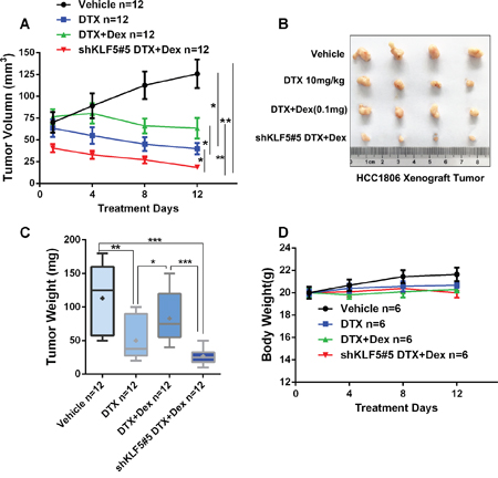 KLF5 contributes to Dex-mediated drug resistance in vivo.
