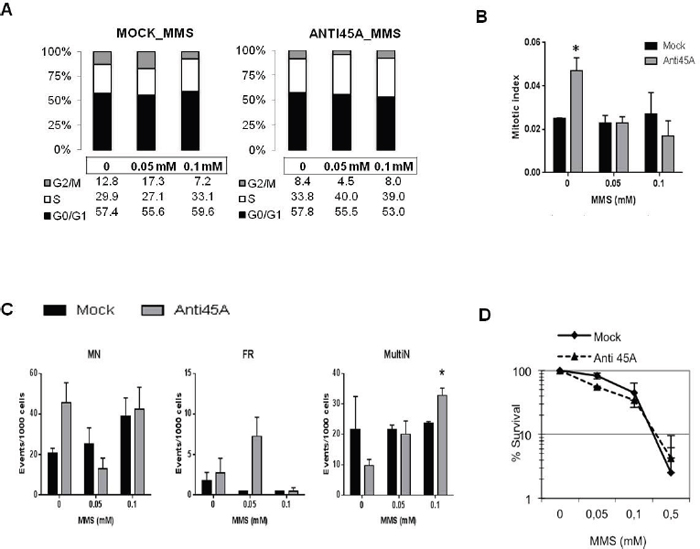The downregulation of 45A ncRNA impacts on DNA damage response.