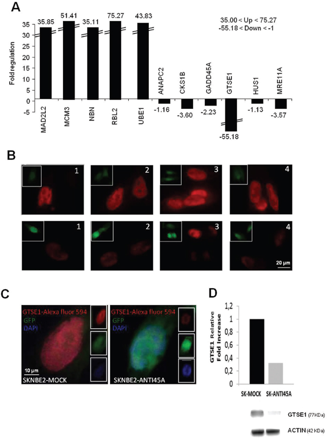 The downregulation of 45A ncRNA modulates the expression of specific cell cycle related genes.
