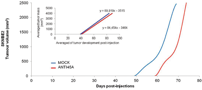 Anti45A ncRNA expression decreases cancer progression in vivo.
