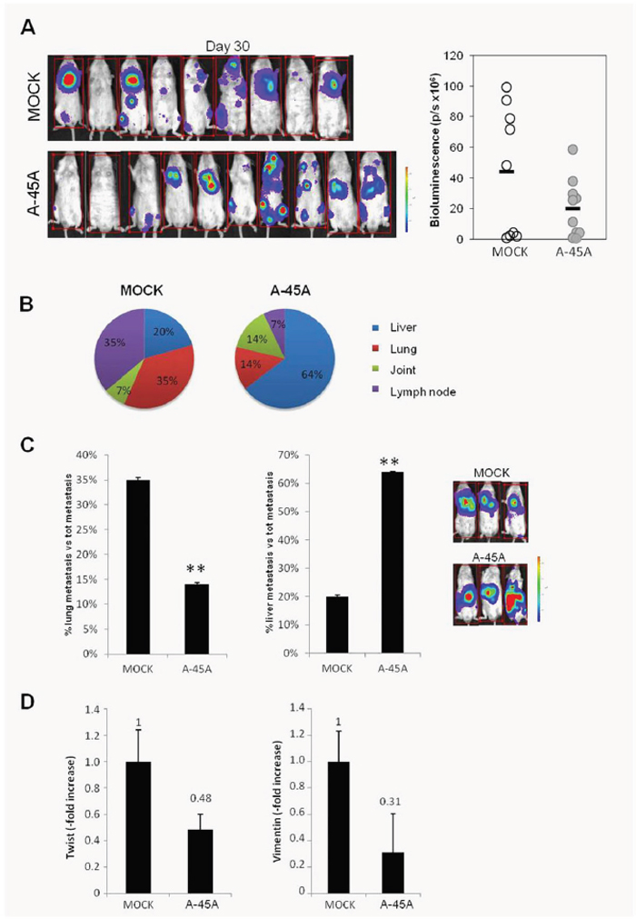 Effect of ncRNA on 45A down-regulation in an in vivo model of metastatic tumor.