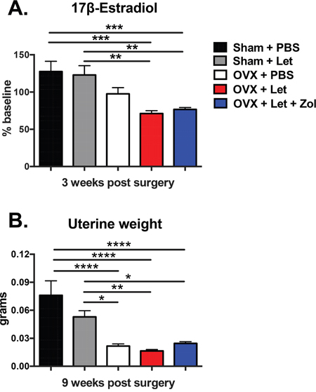 Impact of ovariectomy (OVX) and aromatase inhibitor (letrozole; Let) on circulating 17&#x03B2;-estradiol and on uterine atrophy in nude mice.