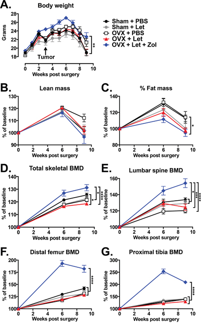 Changes in body composition and bone mineral density (BMD) in estrogen deficient tumor-bearing nude mice.
