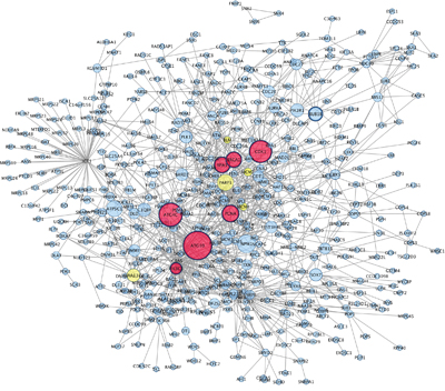 Protein Protein interaction network among up&#x2013;regulated genes detected in co-cultured keratinocytes and melanocytes from individuals harbouring Red hair color MC1R variants (GSE44805 dataset).