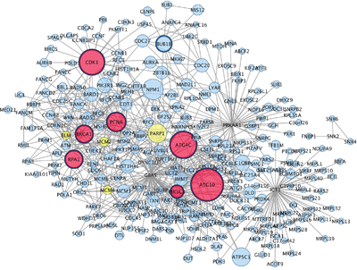 Hub genes and their first connected genes from network detected among up-regulated genes in co-cultured keratinocytes and melanocytes from individuals harbouring Red hair color MC1R variants (GSE44805 dataset).