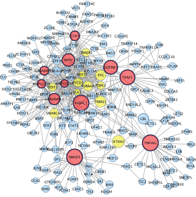 Hub genes and their first connected genes from network detected among down-regulated genes in co-cultured keratinocytes and melanocytes from individuals harbouring Red hair color MC1R variants (GSE44805 dataset).