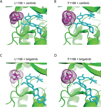 Figure 5. Structural modelling of ceritinib and brigatinib binding to ALK-WT and ALK-L1198F.