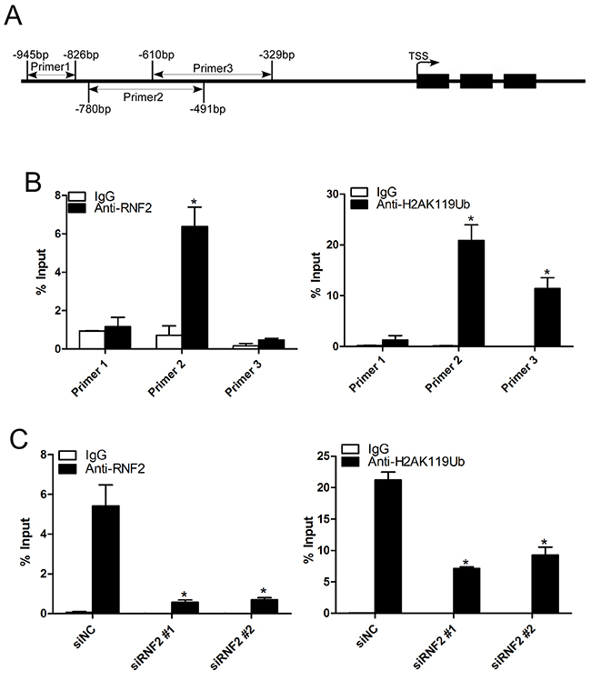 Knockdown of RNF2 decreased the enrichment of RNF2 and H2AK119Ub at the TXNIP promoter.