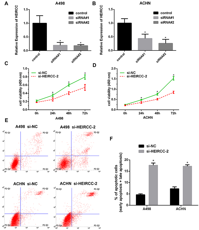 Effects of HEIRCC on RCC cell proliferation and apoptosis.