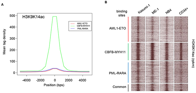 Histone H3 acetylation at AML1-ETO, CBFB-MYH11 and PML-RARA binding sites.