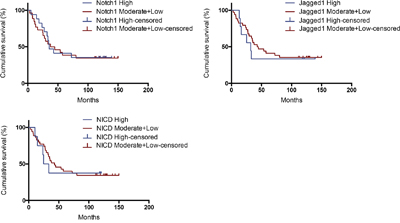 Kaplan&#x2013;Meier analysis of patients with high vs. moderate+low expression of Notch1, Jagged1 and NICD.