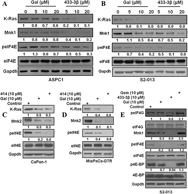 Gal and analogs deplete Mnk1/2 protein expression and downregulate eIF4E phosphorylation.