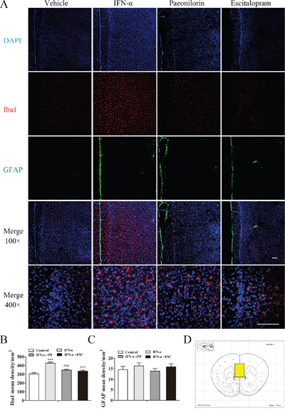 Paeoniflorin reduced interferon (IFN)-&#x03B1;-induced neuroinflammation in the medial prefrontal cortex.