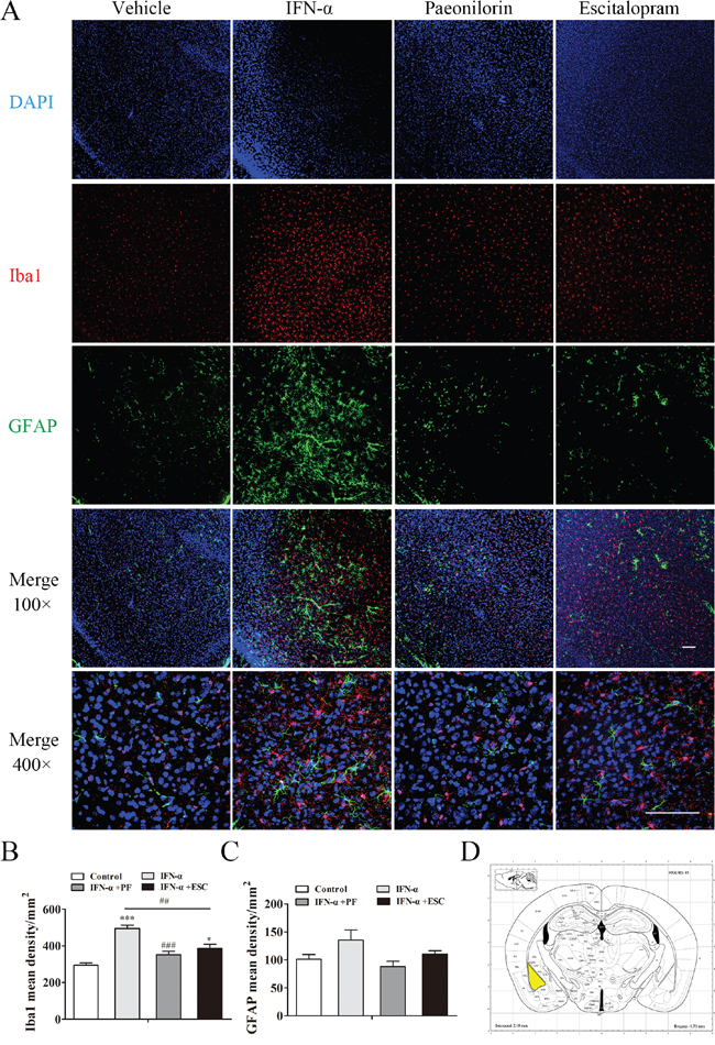 Paeoniflorin reduced interferon (IFN)-&#x03B1;-induced neuroinflammation in the amygdala.